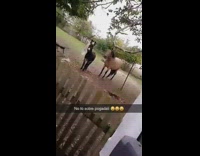 Donkey with tongue out respond to guy