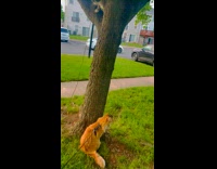 Collab PLC - Cats Hang Around Tree on Neighborhood Sidewalk