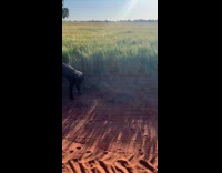 Dog runs around in circles damages crop