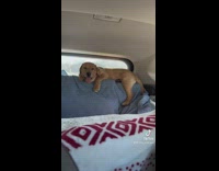 Compilation of dog in backseat on road trip 