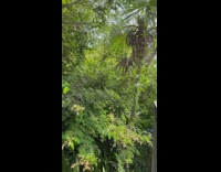 Wild Iguana climbs and falls from the tree 