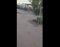 Brown dog plays with owner gets zoomies