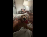 Couple pretending to pet dog