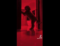 Dog does the red light shadow challenge