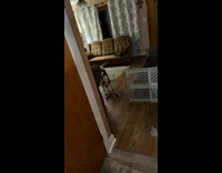 Dog move away from filmer in hulk costume