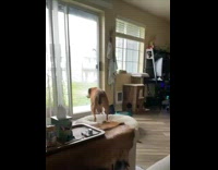 Pet dog with a large tumor on its balls