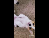 Corgi plays with corgi puppy 