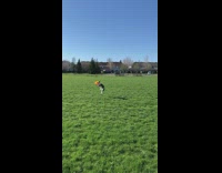black white dog catches orange frisbee 