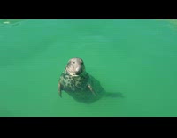 Seal look at people then swims away