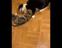 Two black white brown cats play wrestle 