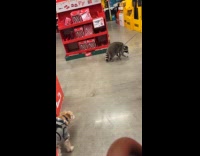 Person shopping with pet racoon on leash