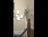 Compilation of cat around house crazy