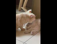 Brown cat licks sleeping cat 