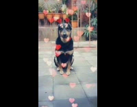 Dog sit down heart filter mask on