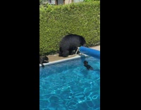 Collab BitchMP - Black bears going for dip in pool