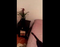 Orange white cat falls off black nightstand 