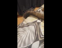 Brown cat laying down wags tail bed 