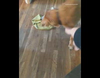 Dog helps pick up laundry off floor 