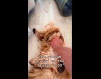 Cat lays on ground pushed like vacuum