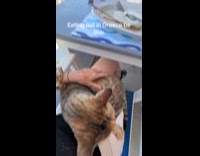 Woman dining at restaurant with stray cat on lap