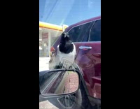 Black white bird sits car mirror shell
