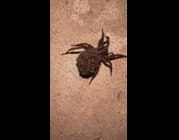 Spider crawls and carries small spiders on her back