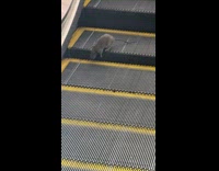 Rat climbing down ascending escalator 