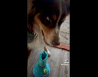 Collab Clips MPUGC - Dog pretends to smoke bong plushie 