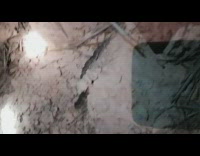 Mother mice move like train bite tail