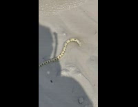 Sea snake eel found on shore 