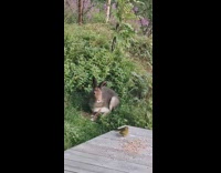 Bird flying down hits rabbit on grass 