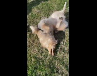 Golden retriever dog rolls around on grass
