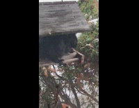 Wild Squirrel sneaks and eats on the bird feeder