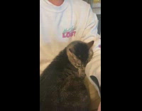 Grey cat cuddles white shirt guy arm