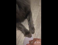 Girl playing bubble bubble gum game with her black dog