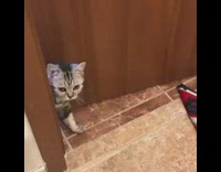 Grey kitten peeks through door 