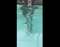 music brown dog moving paws under water