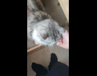 Grey cat pull hand ask for scratches