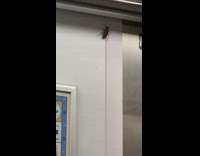 Brown bug in train 