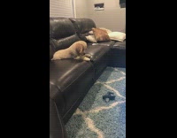 Golden retriever puppy looks at dropped toy