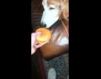 dog sniffing chicken sandwich