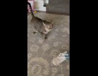 Angry cats chase girl after they smell her 