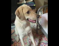Large brown dog speaks on command louder