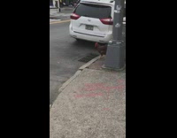 Brown chicken crosses street during oncoming traffic 