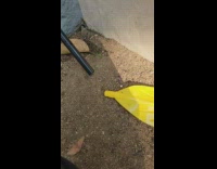 Ants made a nest inside boat paddle