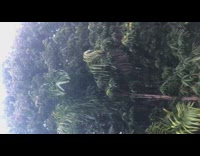 Chicken climbed up tree branches loud cluck