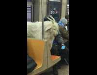 Big white goat on subway train