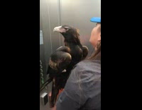 Eagle Holds Still on Ladys Arm in Elevator