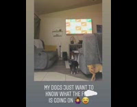 Two dogs stare girl dance living room 