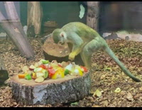 Monkey digs on the fruit to find the meat